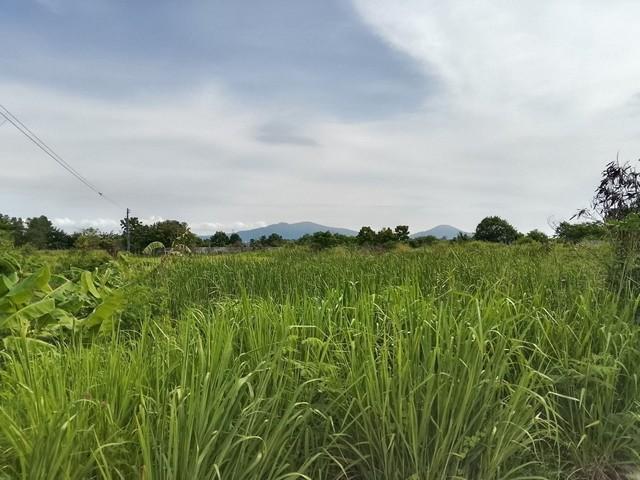 ขายที่ดินหนองตำลึงชลบุรี ที่ดินหนองตำลึง 6 ไร่ติดถนนคอนกรีต ใกล้นิคมอมตะนครเฟส 8-9-10 2