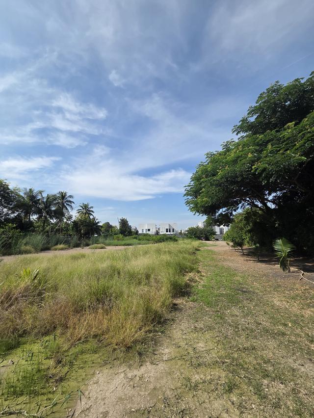 ขายที่ดิน วัดชลอ บางกรวย 3