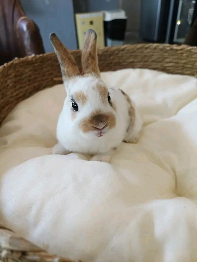 กระต่าย เร็กซ์ 3 เดือน  4