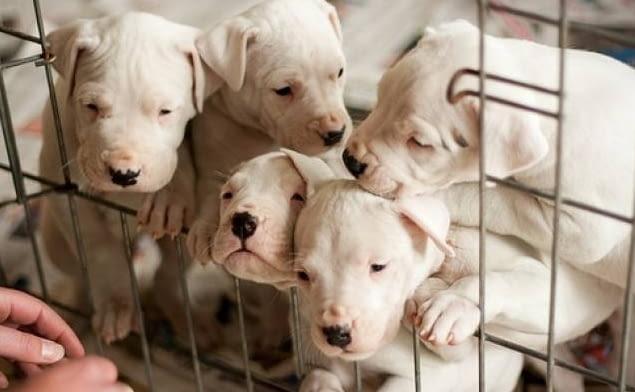 Dogo Argentino Puppies