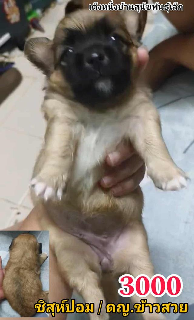 เปิดจอง ชิสุห์ผสม ปอม พุดเดิ้ล ชิวาว่า 20