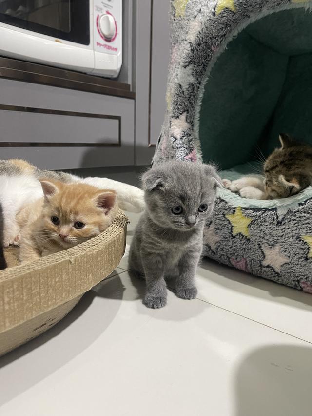 ลูกแมว British Shorthair + Scottish Fold