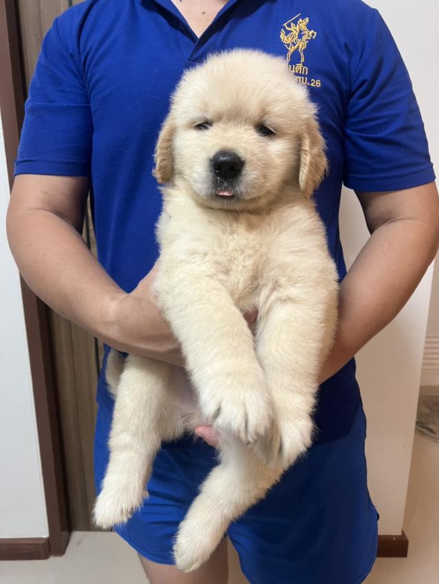 สุนัขโกลเด้นรีทรีฟเวอร์