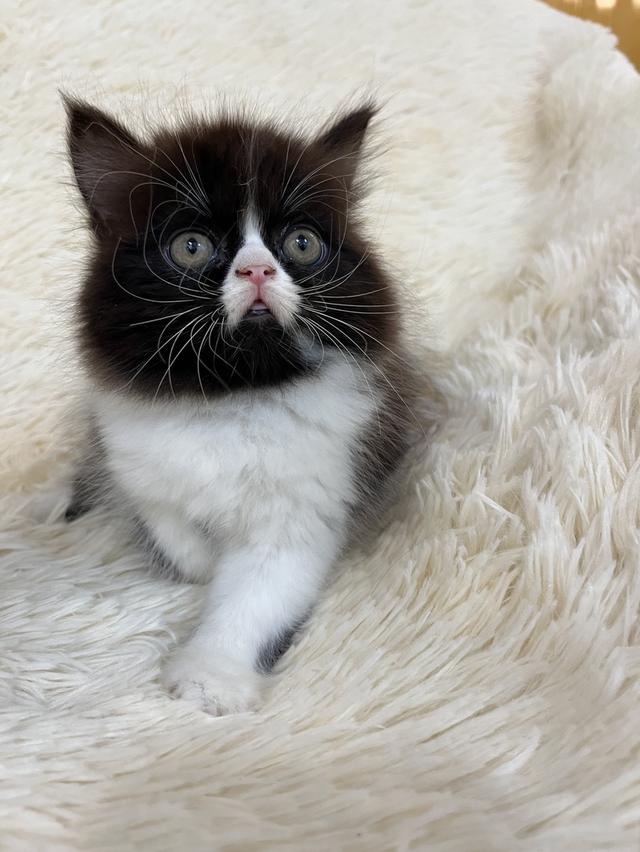 แมวเปอเซีย ดำขาว 🔥🔥🙂🙏 รูปย่อยที่ 2