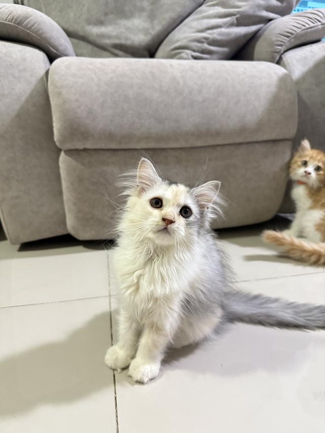 ลูกแมวเปอร์เซีย
