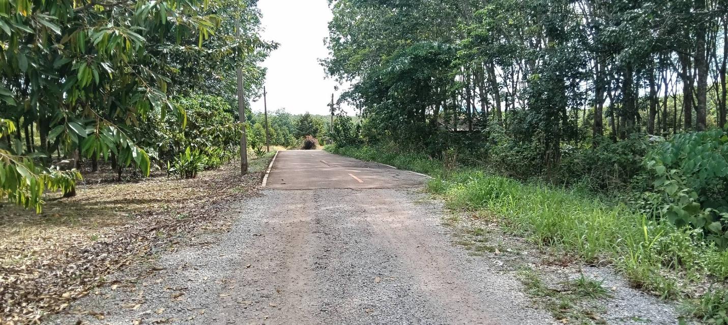 ที่ดินพร้อสวนทุเรียนพร้อมบ้าน 12