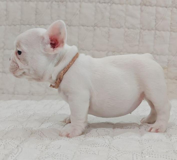 ลูกสุนัข French Bulldog  3