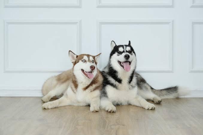 ไซบีเรียนฮัสกี้ (siberian husky) 2