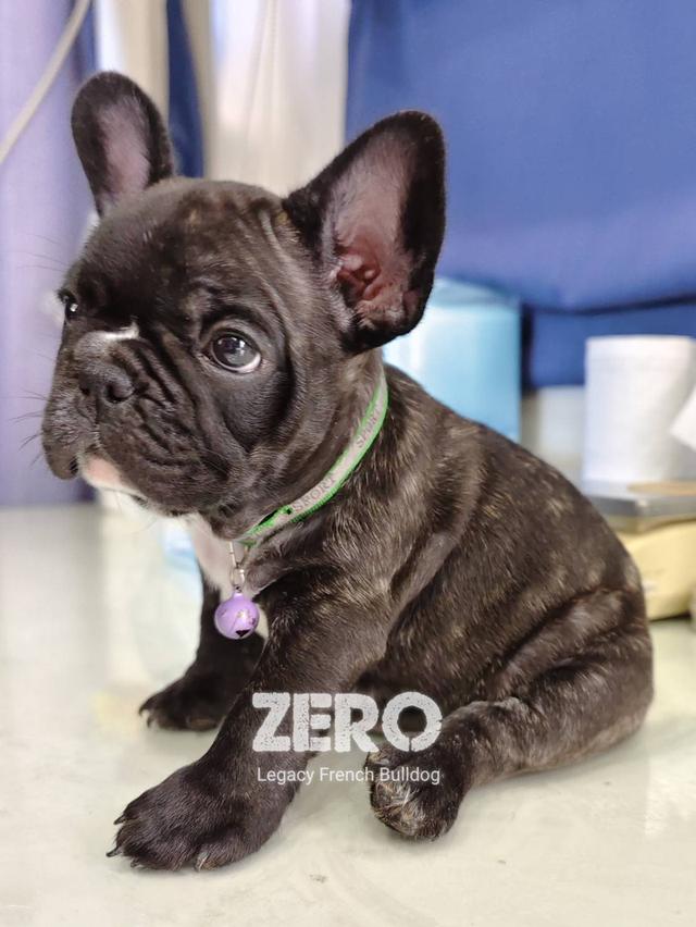 ZERO สุนัขเฟรนช์บูลด็อก เพศผู้ สีดำลายเสือ
