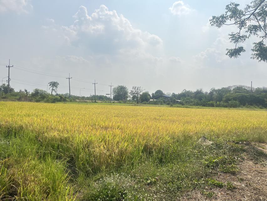 ขายที่ดินติดถนนดำ อ..เสาไห้ 2