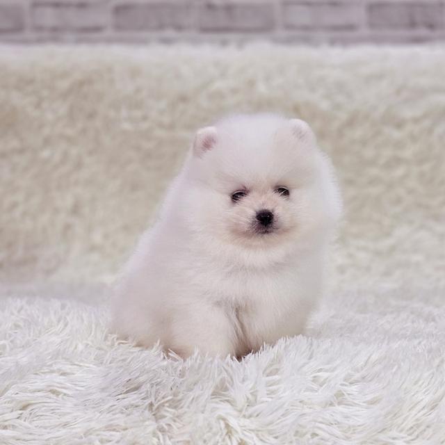 น้องสโนว์ปอมขาวหน้าหมีสุดหล่อ