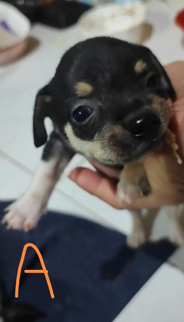 ลูกชิวาวา