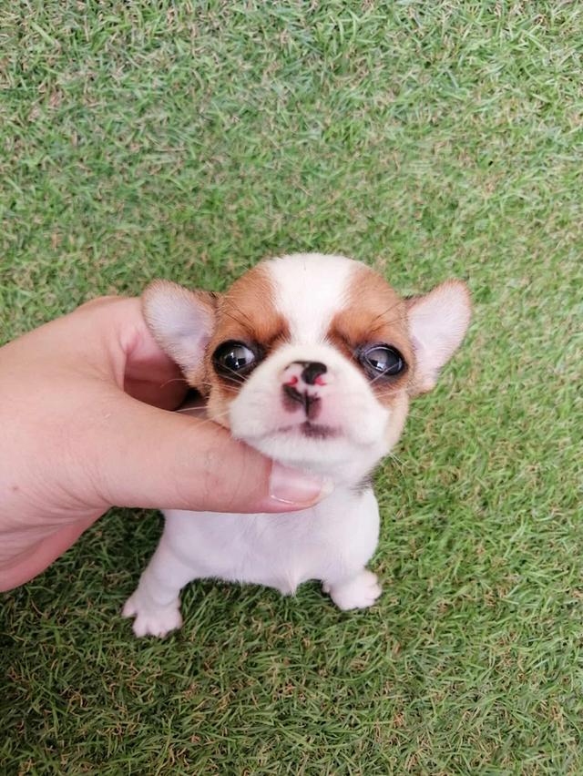 ชิวาว่าเเท้ขนสั้น ช. 15