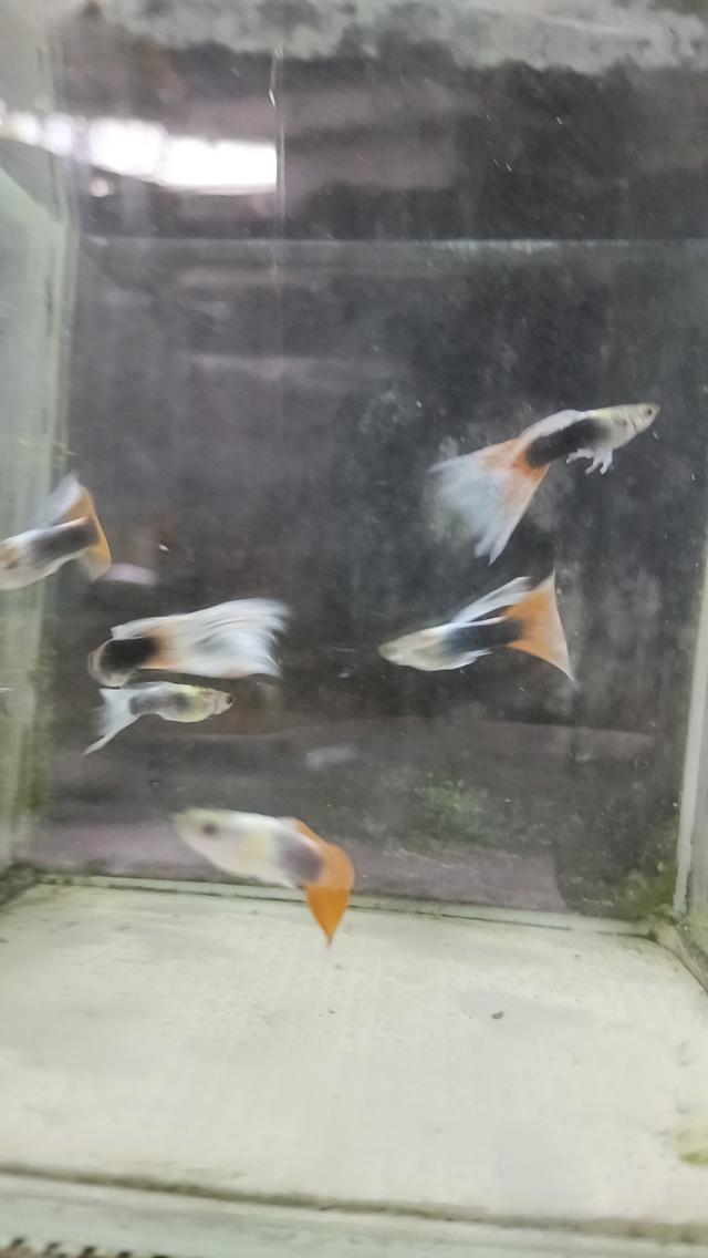 ปลาหางนกยูงตัวละ5บาท รูปที่ 14