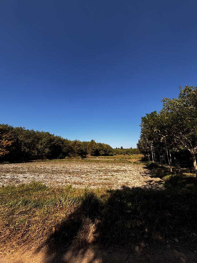 ที่ดินสวนเกษตร โฉนดครุฑแดงขนาด 11 ไร่  2 งาน 56 ตารางวา พร้อมโอน เจ้าของขายเอง 11