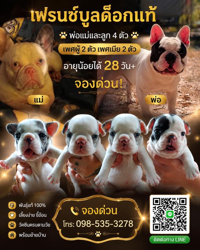 สุนัขพันธุ์เฟรนบลูด็อก
