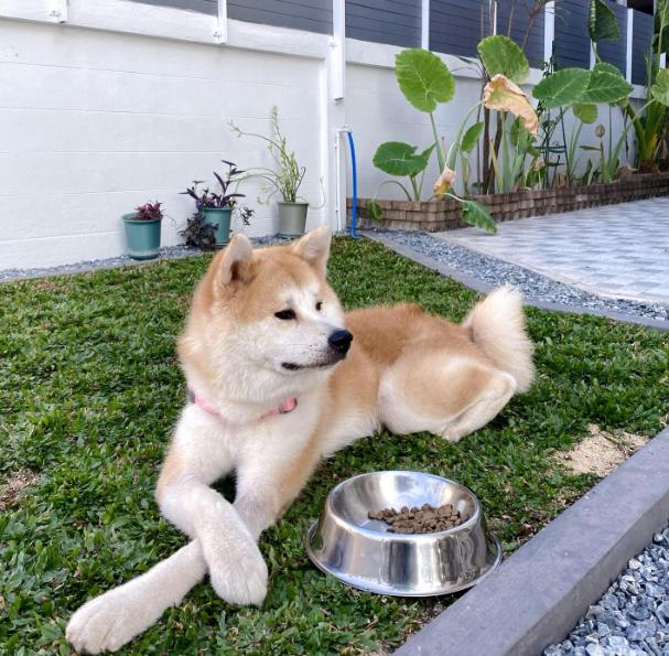 Dog Akita แท้ นำเข้า 3