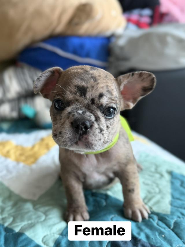 ลูกสุนัขเฟร้นบลูด็อก รูปที่ 8