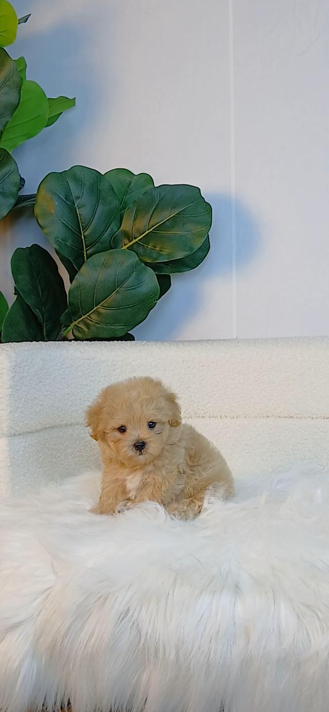 maltipoo มอลติพู เพศผู้ สีน้ำตาลขาว พร้อมวัคซีน5โรคเข็มแรก ถ่ายพยาธิ ใบรับรองจากสัตว์แพทย์ รับประกันสุขภาพ ส่งได้ทั่วไทย รูปย่อยที่ 4