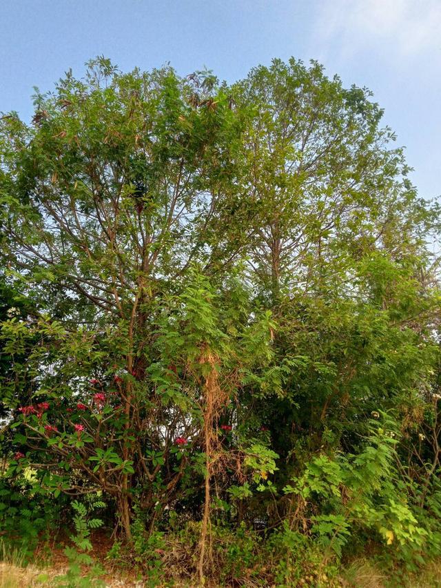 ที่ดินทำการเกษตร จำนวน 127 ไร่ 9