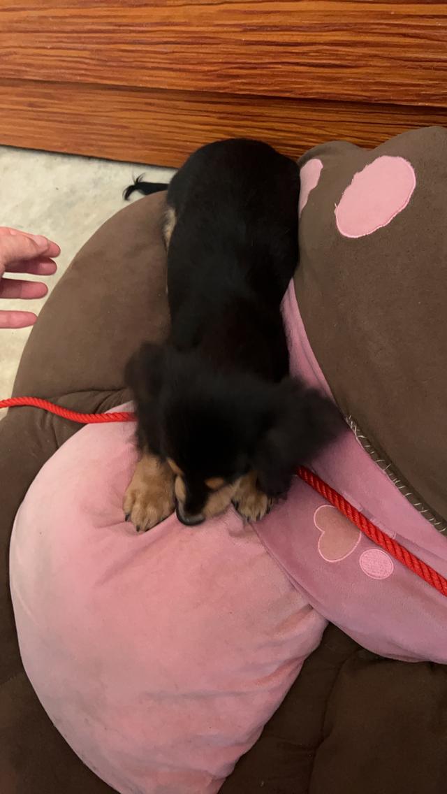 Miniature Dachshund Long Haired 2