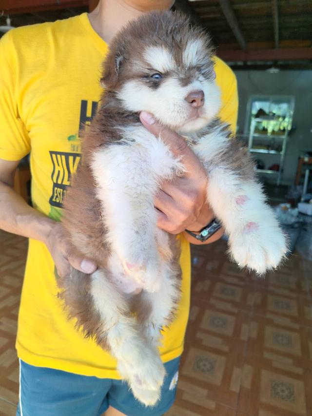 ลูกสุนัขสวยขนฟู ตัวผู้ โครงสรา้งใหญ่