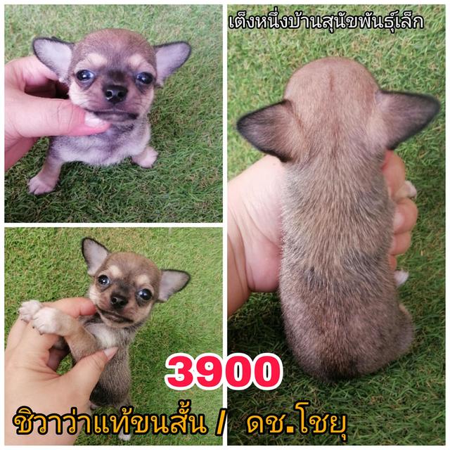 ชิวาว่าเเท้ขนสั้น ขนยาว พร้อมย้าย 13