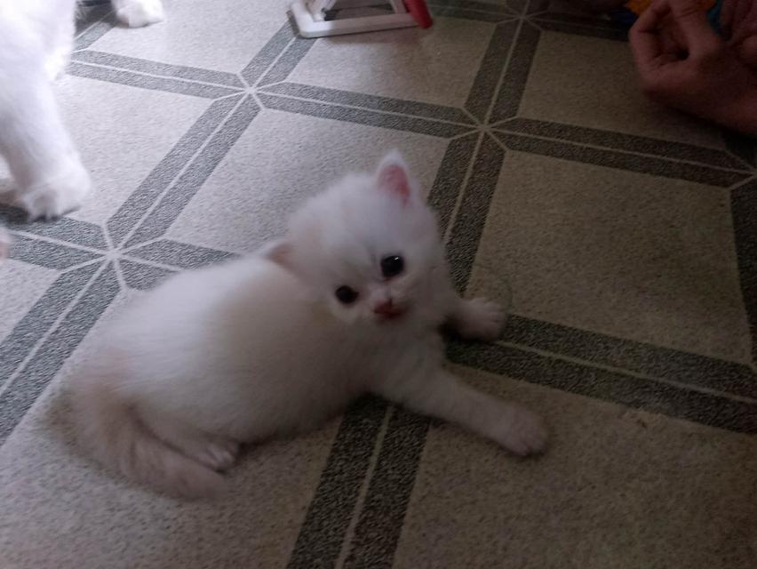 ลูกแมวเปอร์เซีย  อายุ1เดือน กับ 10วัน รูปที่ 5
