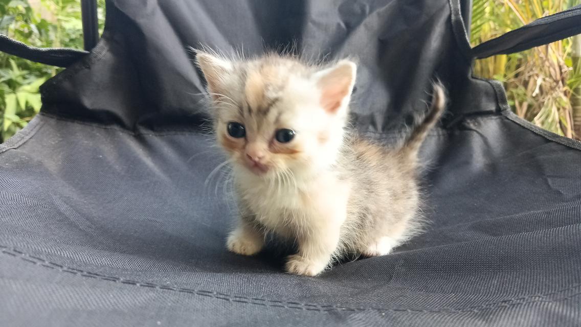 น้องแมวมัชกิ้นเพศเมีย 7