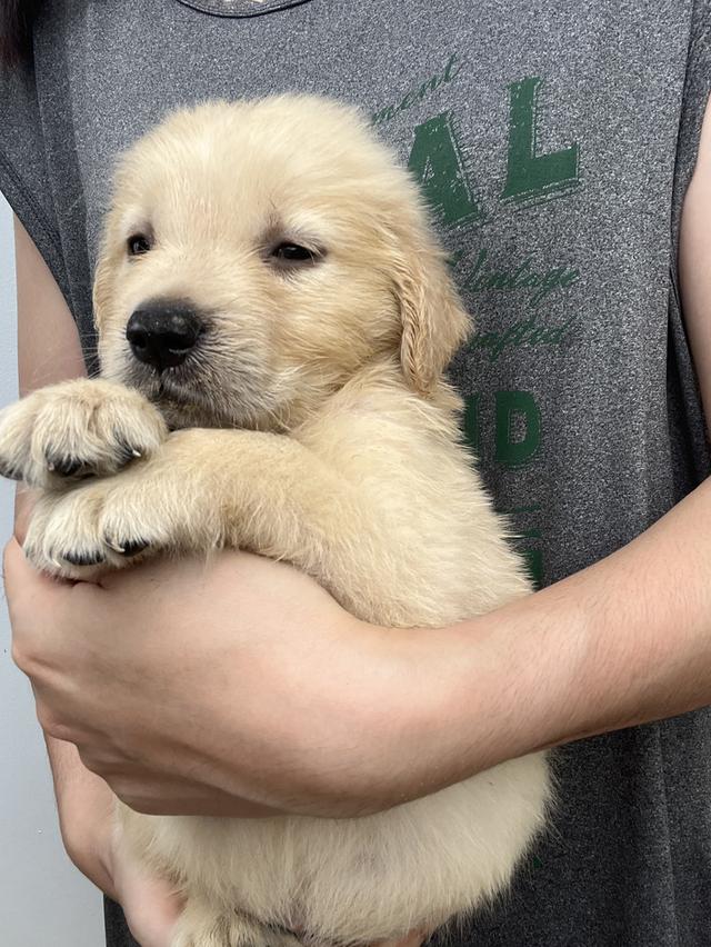 โกลเด้นโอเว่อร์ไซต์แท้