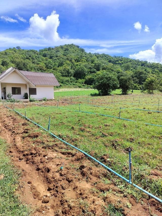 ที่ดินติดลาดยางหลัก กาญจนบุรี 10