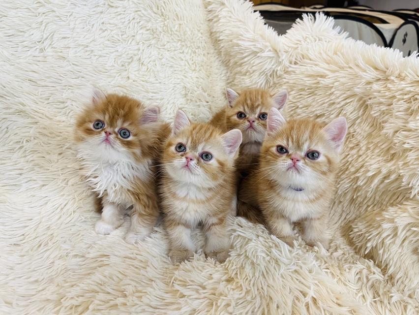 แมวสีส้ม เพศเมียสวยมากแท้ รูปที่ 13