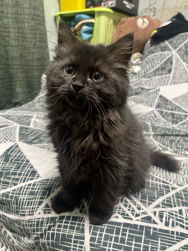 ดญ.ดำ(อายุ 3เดือน) พร้อมย้าย