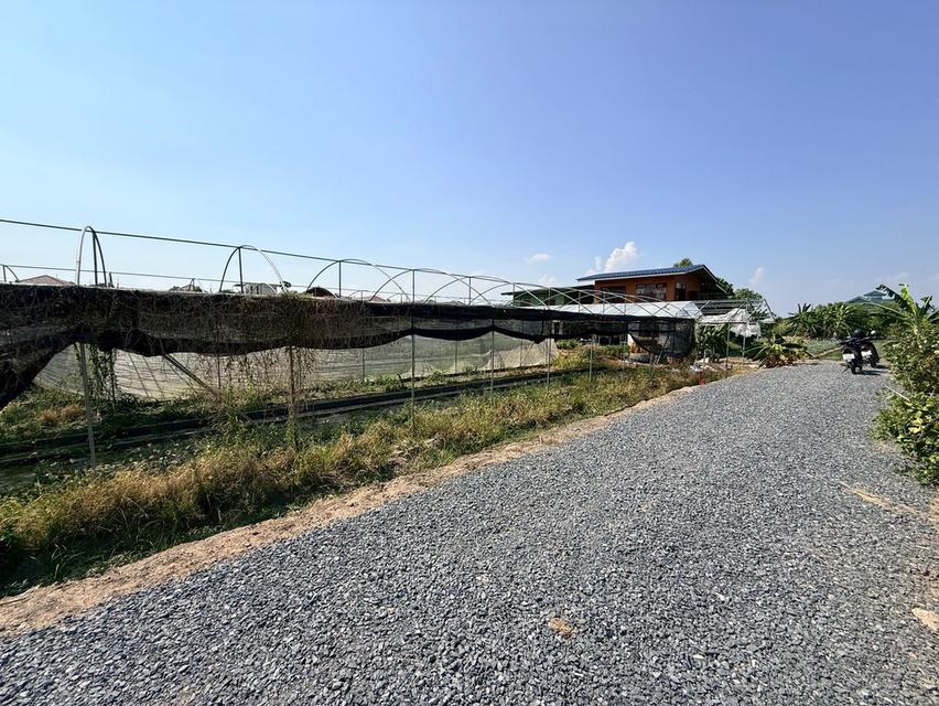 ขายด่วนที่ดิน 153 ตรว ติดถนนหินคลุก ซ.วัดหนองปรง ต.บางเดื่อ อ.เมืองปทุมธานี 8