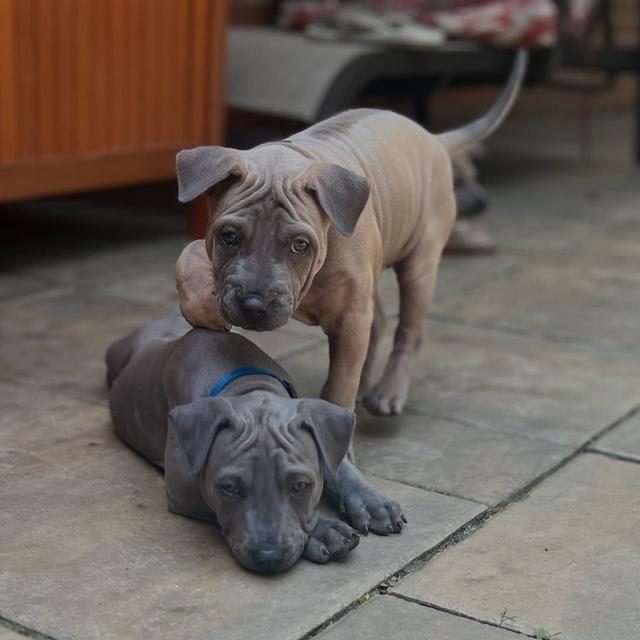 Trained Thai ridgeback puppies  WhatsApp me : +66 63 826 3042