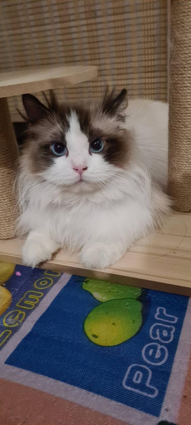 รับผสมพันธุ์จนกว่าจะติดพ่อพันธุ์ Ragdoll นำเข้าหน้าตุ๊กตาผ้า 11