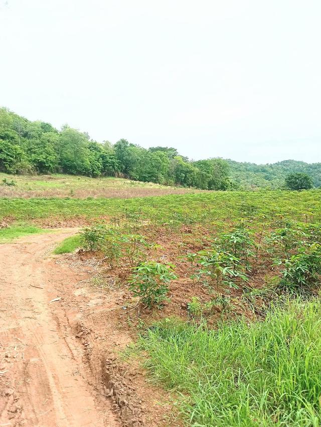 ที่ดินใกล้ถนนสายหลัก อ.น้ำปาด อุตรดิตถ์ 1