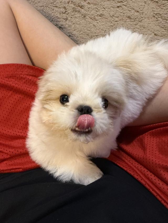 สุนัข พันธุ์ ชิสุ
