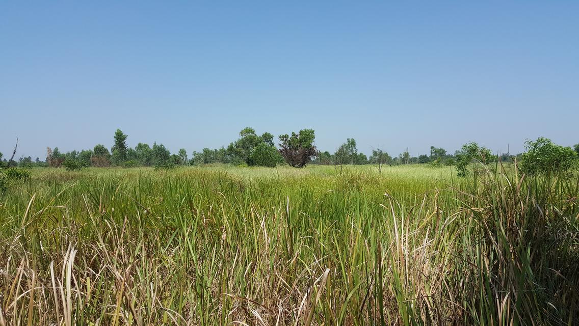 📣 ขายที่ดิน อำเภอองครักษ์ นครนายก – 2 ไร่ 20 ตร.วา หลังตลาดองครักษ์ – เข้า–ออกได้หลายทาง – ใกล้ มศว.องครักษ์ 7