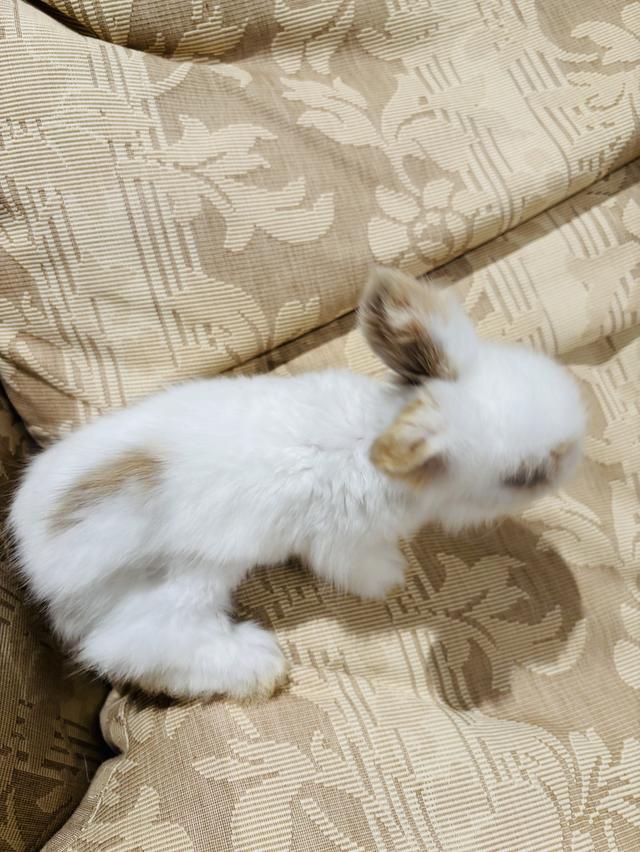 Teddy Bear Rabbit