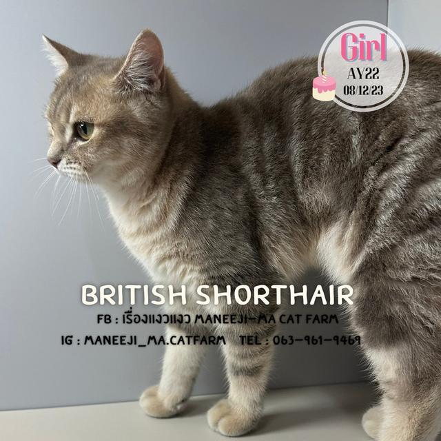 British shorthair แท้ 100% Ay22 girl 2