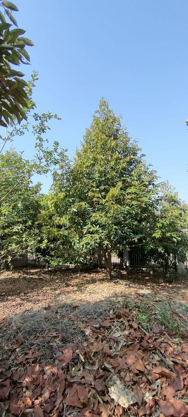 Sale Farm land and smaller guest house ขายสวนและกิจการ วิวภูเขา เพชรบูรณ์ 3