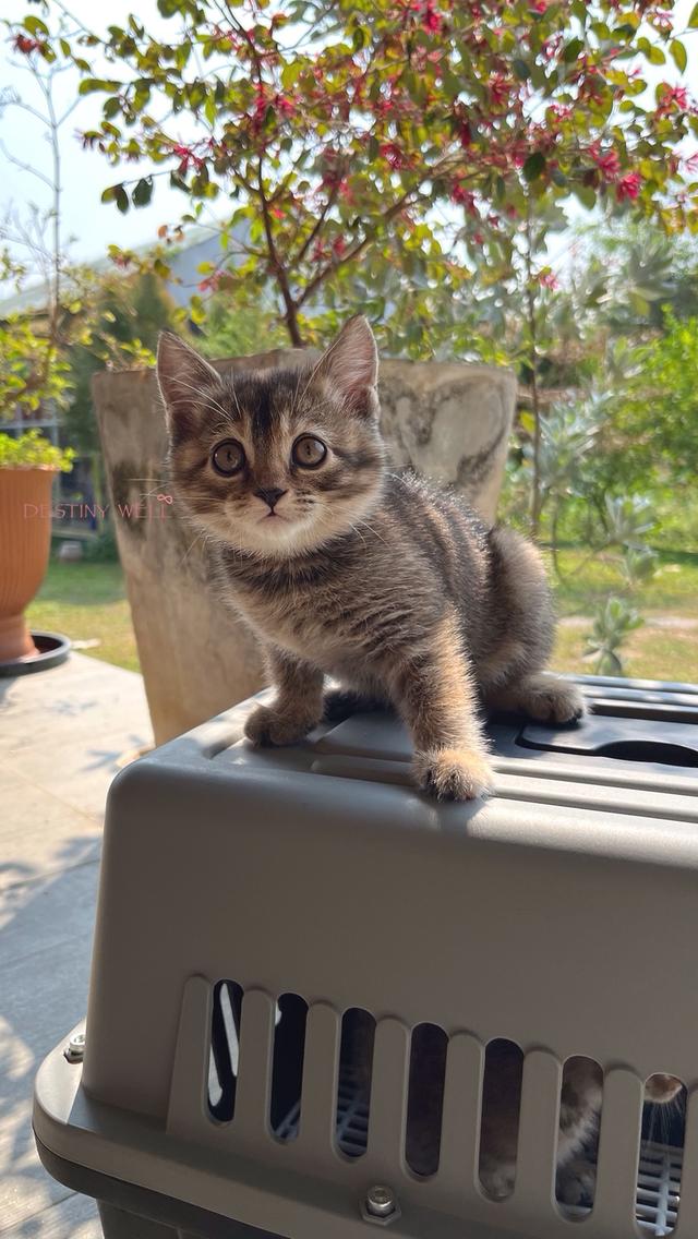 แมวสก๊อตติชโฟลด์ มีใบเพด scfc รูปที่ 3