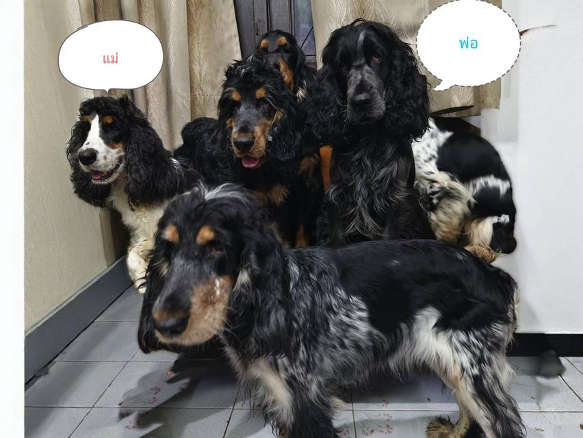 English Cocker Spaniel เพิ่ลรัก จำหน่ายลูกสุนัขพันธุ์อิงลิชค็อกเกอร์แท้ 8