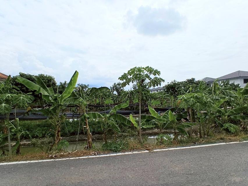 ขายที่ดิน 12 ไร่ (4,800 ตารางวา) ตำบลบ้านใหม่(บางคูรัด) อำเภอบางใหญ่ จังหวัดนนทบุรี 5