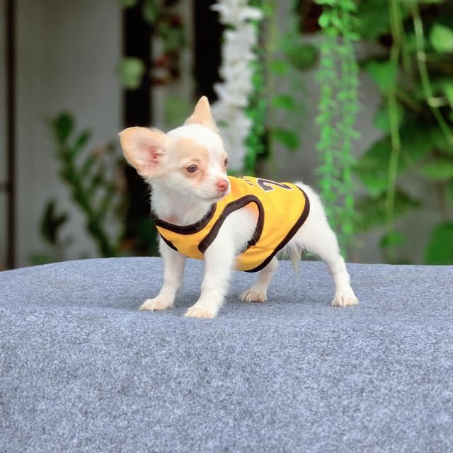 Chihuahuaขนสั้นพันธุ์แท้น้องเจ้าขาเพศเมีย