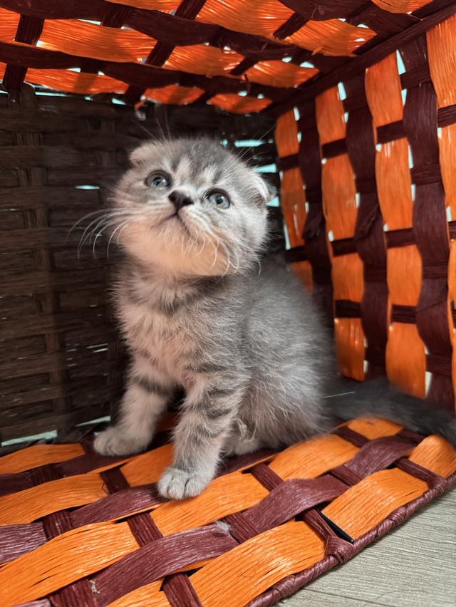 แมว Scottish fold สก็อตติชหูพับ 7