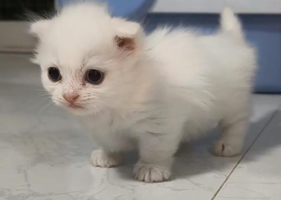 แมวมัชกิ้น ขาสั้น หูพับ รูปที่ 2