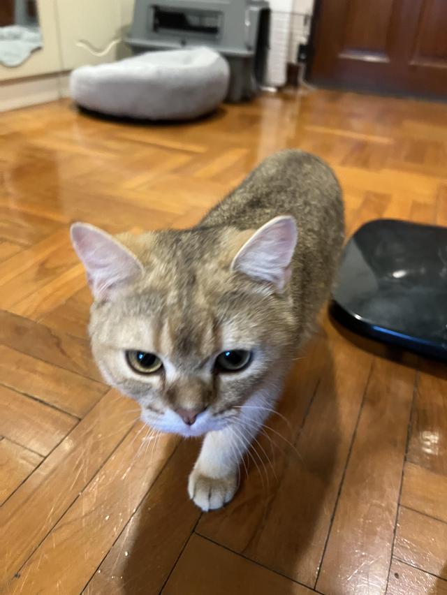 British Shorthair ชาย 7 เดือน ย้ายที่อยู่ต้องขายต่อครับ