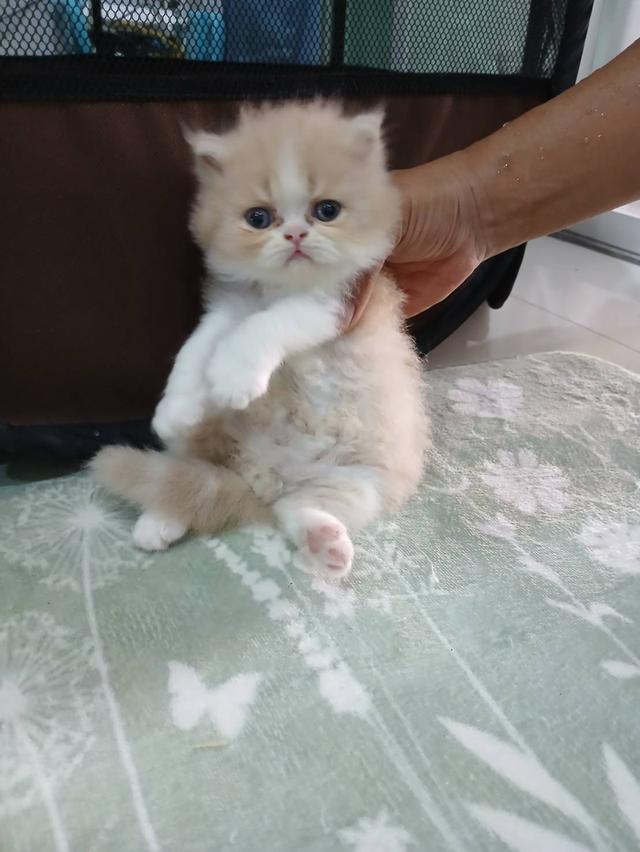 ลูกแมวแอคโซติก 7